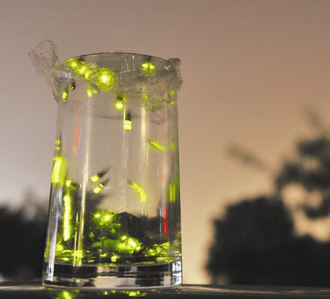 卖萤火虫年入百万 村民知晓可以赚钱后疯狂抓捕