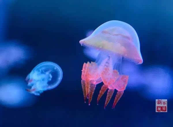 赤月水母,就是我们食用的海蜇.