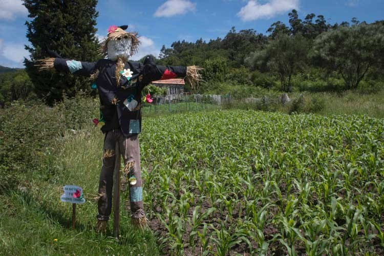 在西班牙西北部一个名叫阿拉马的小村庄,一个参加比赛的稻草人在田间