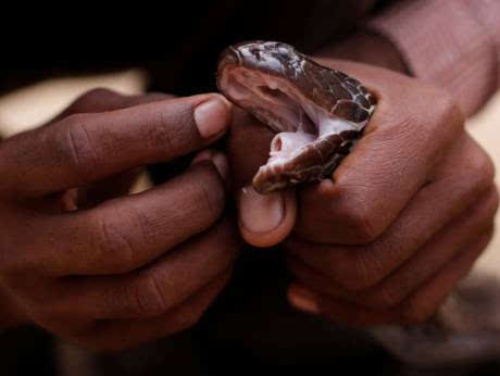 被蛇咬死前咬妻子 男子被毒蛇咬伤垂死之际竟咬妻子