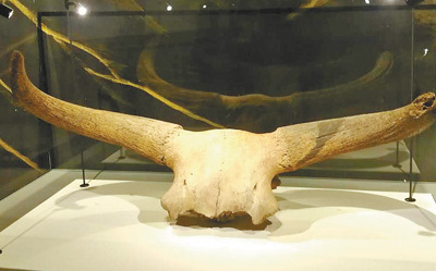 牦牛博物馆的这具化石显示,在4