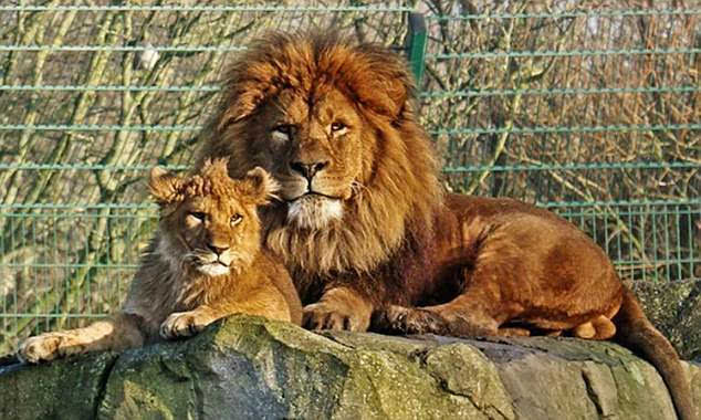 父爱如山:独自抚养小狮子的狮子爸爸