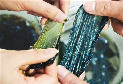 图为泡过水的紫菜(左)和塑料袋的对比.新华社发 宋为伟摄