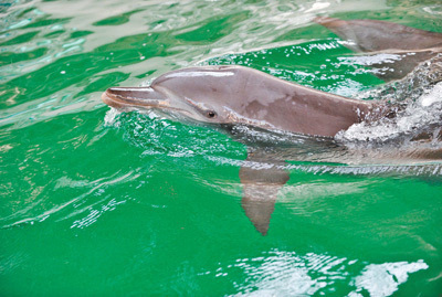 微笑海豚 环拥厦门(美丽中国 保护区之夏)