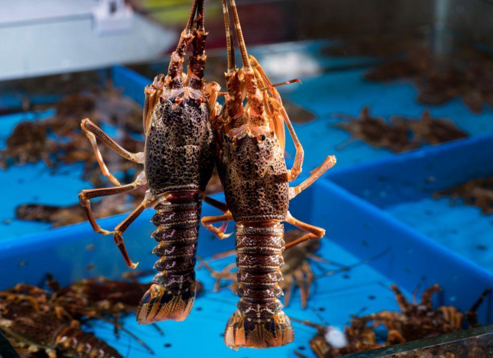 澳洲龙虾真实图片