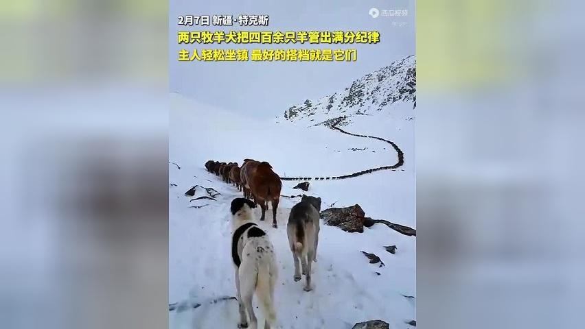 两只牧羊犬把四百余只羊管出满分纪律