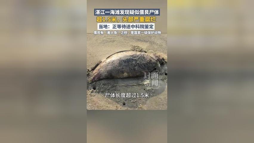 湛江一海滩发现疑似儒艮尸体，超1.5米，头部严重腐烂，当地：正等待送中科院鉴定