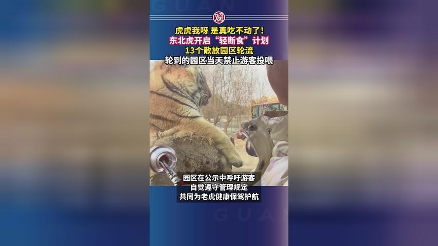虎虎我呀，是真吃不动了！东北虎开启“轻断食”计划，13个散放园区轮流，轮到的园区当天禁止游客投喂
