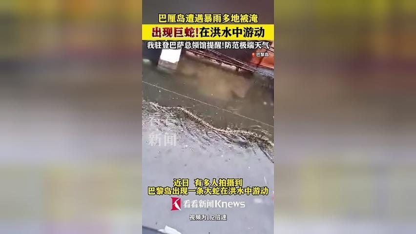 巴厘岛暴雨 近5米长巨蟒游过居民区