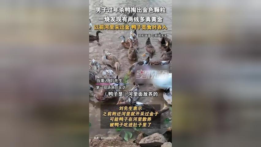 男子过年杀鸭掏出金色颗粒，一烧发现有两钱多真黄金，当事人回应