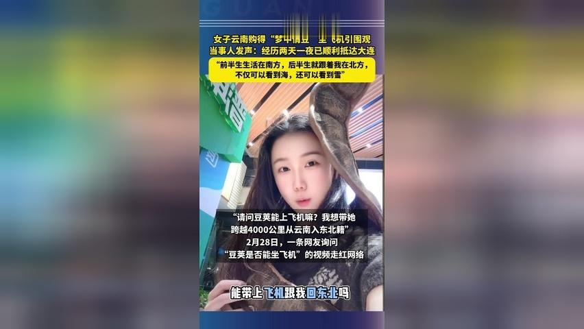 女子云南购得“梦中情豆”坐飞机引围观，当事人发声：经历两天一夜已顺利抵达大连，“前半生生活在南方，后半生就跟着我在北方，不仅可以看到海，还可以看到雪”
