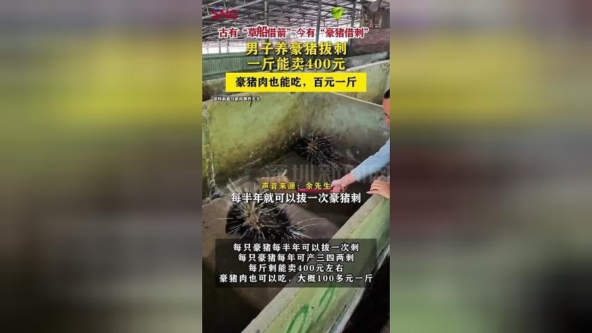 【#男子养豪猪拔刺一斤能卖400元】豪猪肉也能吃，百元一斤。