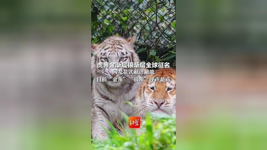 虎界金渐层银渐层全球征名 网友花式献计献策 目前“金角”“银角”呼声最高 园区：被采用者将获1年双人免费入园卡