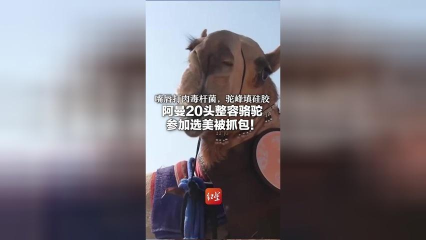 嘴唇打肉毒杆菌，驼峰填硅胶 阿曼20头整容骆驼参加选美被抓包