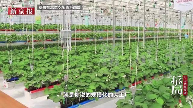 草莓农药使用与安全