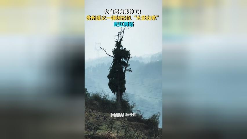大自然鬼斧神工！贵州遵义一棵树形似“大圣归来” 走红网络