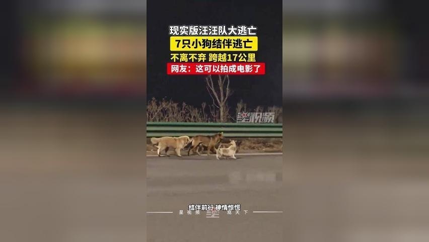 7只小狗被偷走掉落高速，结伴“逃亡”不离不弃，跨越17公里回家