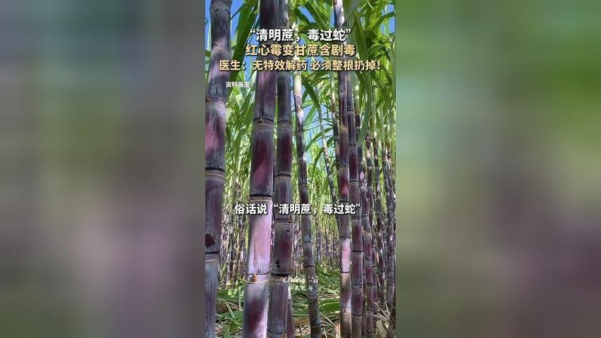 “清明前后吃，毒过蛇”，医生：无特效解药 必须整根扔掉！