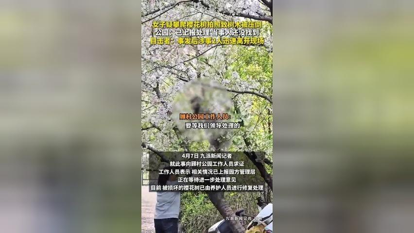 女子疑攀爬樱花树拍照致树木被压倒，公园：当事人还没找到
