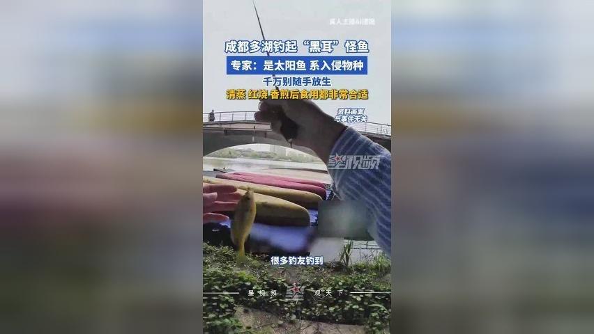 多个水库湖泊钓起“黑耳”怪鱼！专家：别放生，系入侵物种，可清蒸红烧