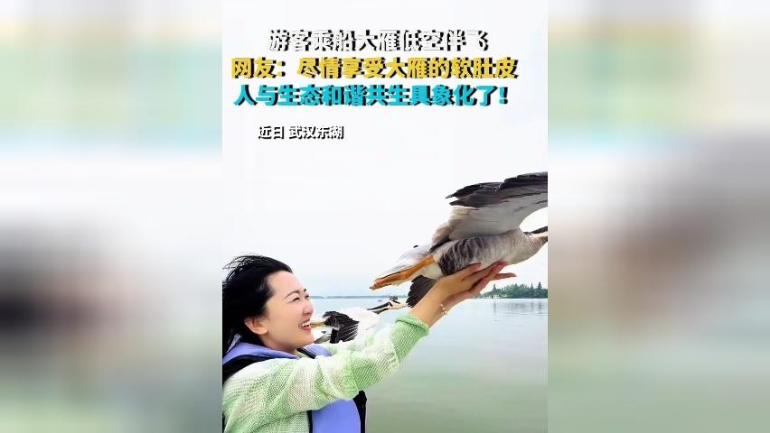 游客乘船大雁低空伴飞 网友：尽情享受大雁的软肚皮 人与生态和谐共生具象化了！