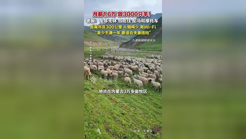 月薪1万6！招人放3000只羊，老板：全年无休，包吃住，配马摩托车