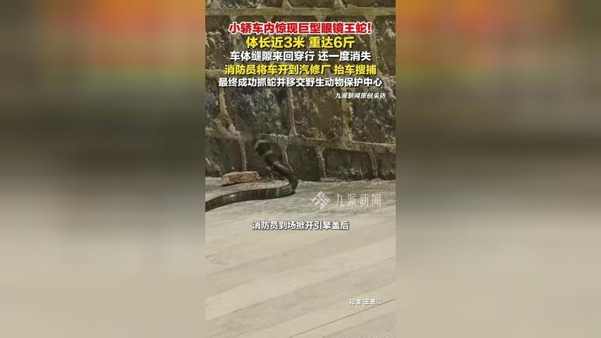 小轿车内惊现巨型眼镜王蛇，体长近3米，重达6斤，消防员抬车搜捕