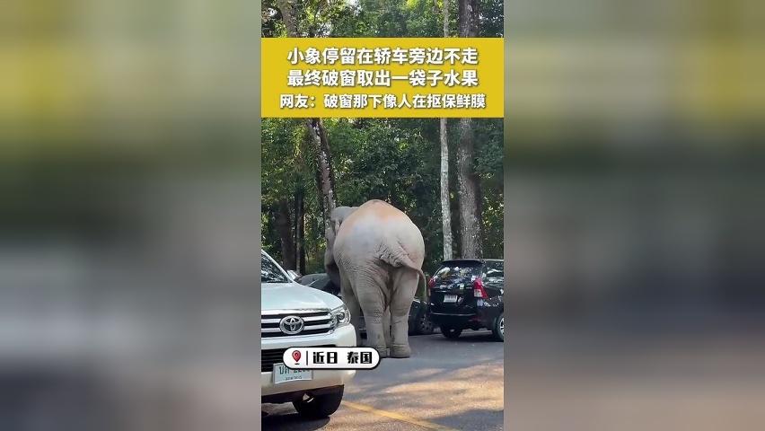 小象停留在轿车旁边不走 最终破窗取出一袋子水果 网友：破窗那下像人在抠保鲜膜