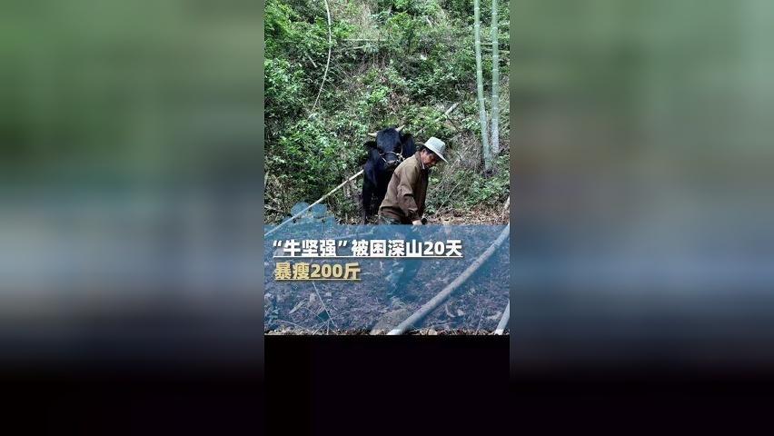“牛坚强”被困深山20天，饿瘦200斤奄奄一息