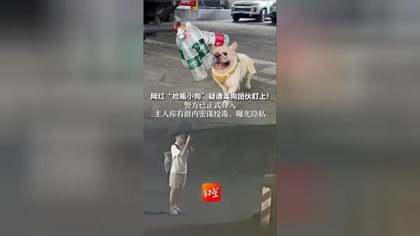 网红小狗疑遭毒狗团伙盯上！警方已介入 主人称有群内密谋投毒 疑似踩点者被找到