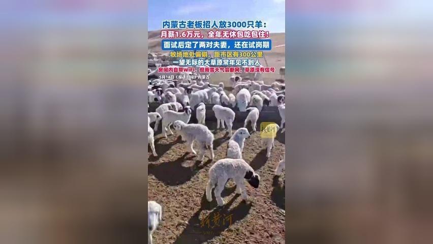 全年无休包吃包住！月薪1.6万元招人放羊：面试后定了两对夫妻，还在试岗期
