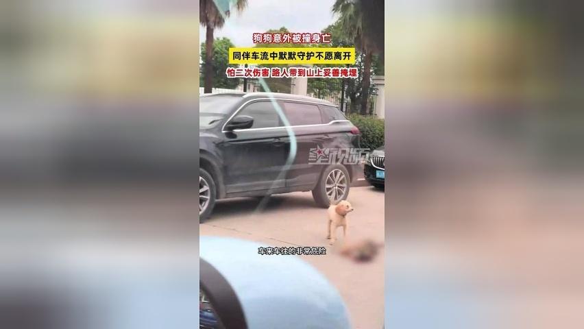 狗狗意外被撞身亡，同伴车流中默默守护不愿离开，路人妥善掩埋