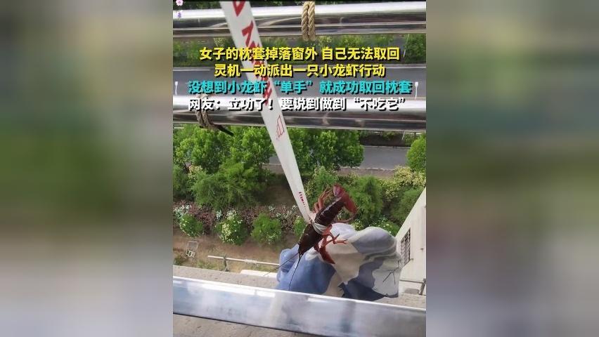 女子的枕套掉落窗外 自己无法取回 灵机一动派出一只小龙虾行动 没想到小龙虾“单手”就成功取回枕套
