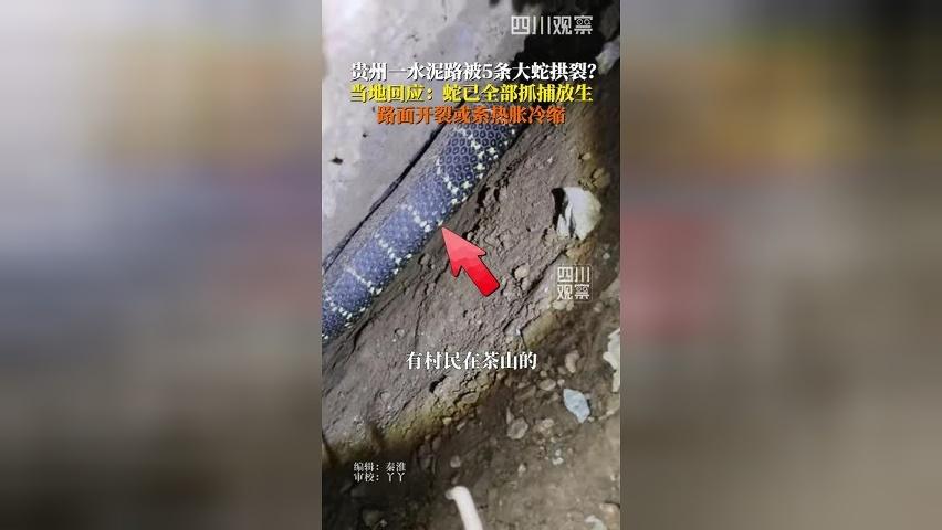 贵州一水泥路被5条大蛇拱裂