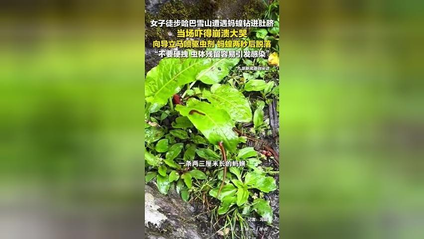 女子徒步遭蚂蝗钻肚脐崩溃大哭，向导立马喷驱虫剂，蚂蝗两秒后脱落