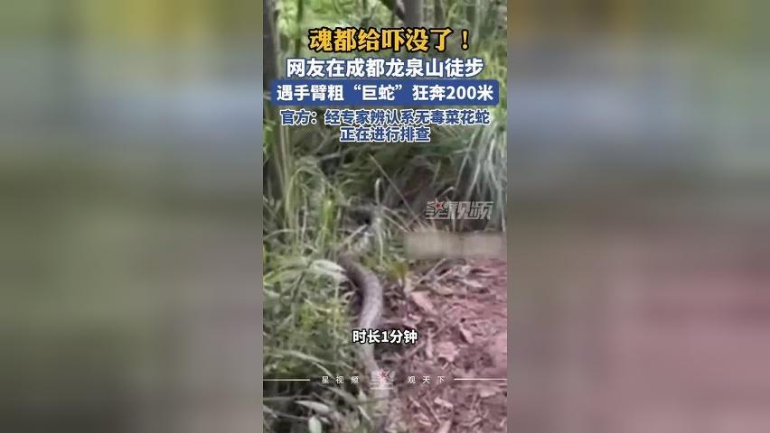 魂都给吓没了！网友在成都龙泉山徒步，遇手臂粗“巨蛇”：狂奔200米