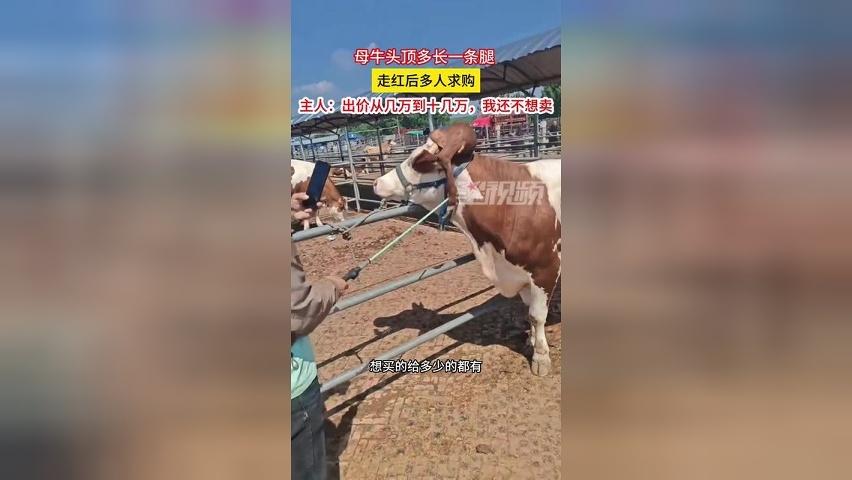 母牛头顶多长一条腿 ，走红后多人求购，主人：出价从几万到十几万，我还不想卖