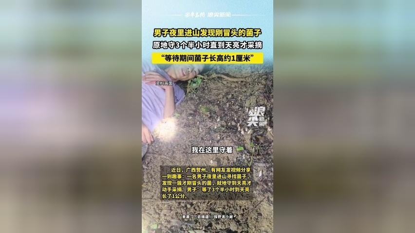男子夜里进山发现刚冒头的菌子 原地守3个半小时到天亮才采摘 “等待期间菌子长高约1厘米”