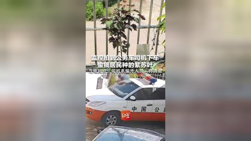 监控拍到公务车司机下车 偷摘居民种的紫苏叶 当地回应：已前往居民家道歉 司机系编外人员，将清退