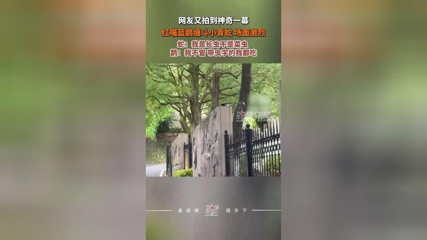 小鸟与小青蛇在路边缠斗，20分钟后蛇被咬住七寸，路人拍下全过程