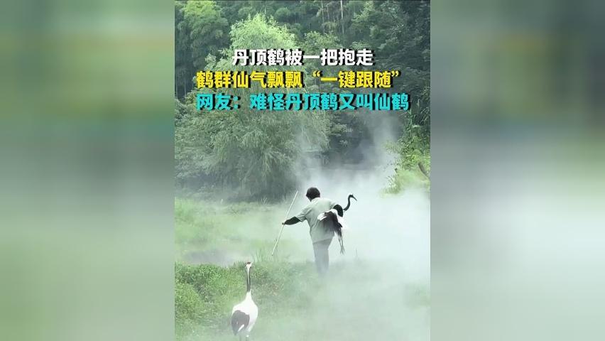 丹顶鹤被一把抱走 鹤群仙气飘飘“一键跟随” 网友：难怪丹顶鹤又叫仙鹤