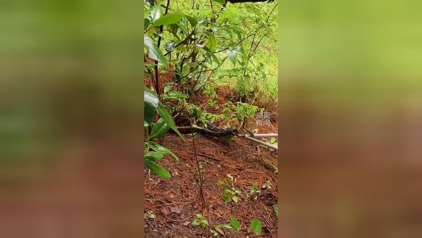 云南茶园发现眼镜王蛇一家38口 10名消防员接警迅速处置 将其“打包”带走