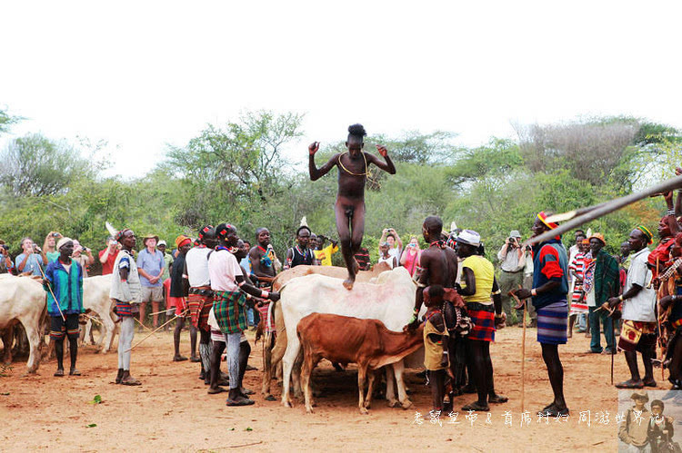 非洲跳牛仪式图片