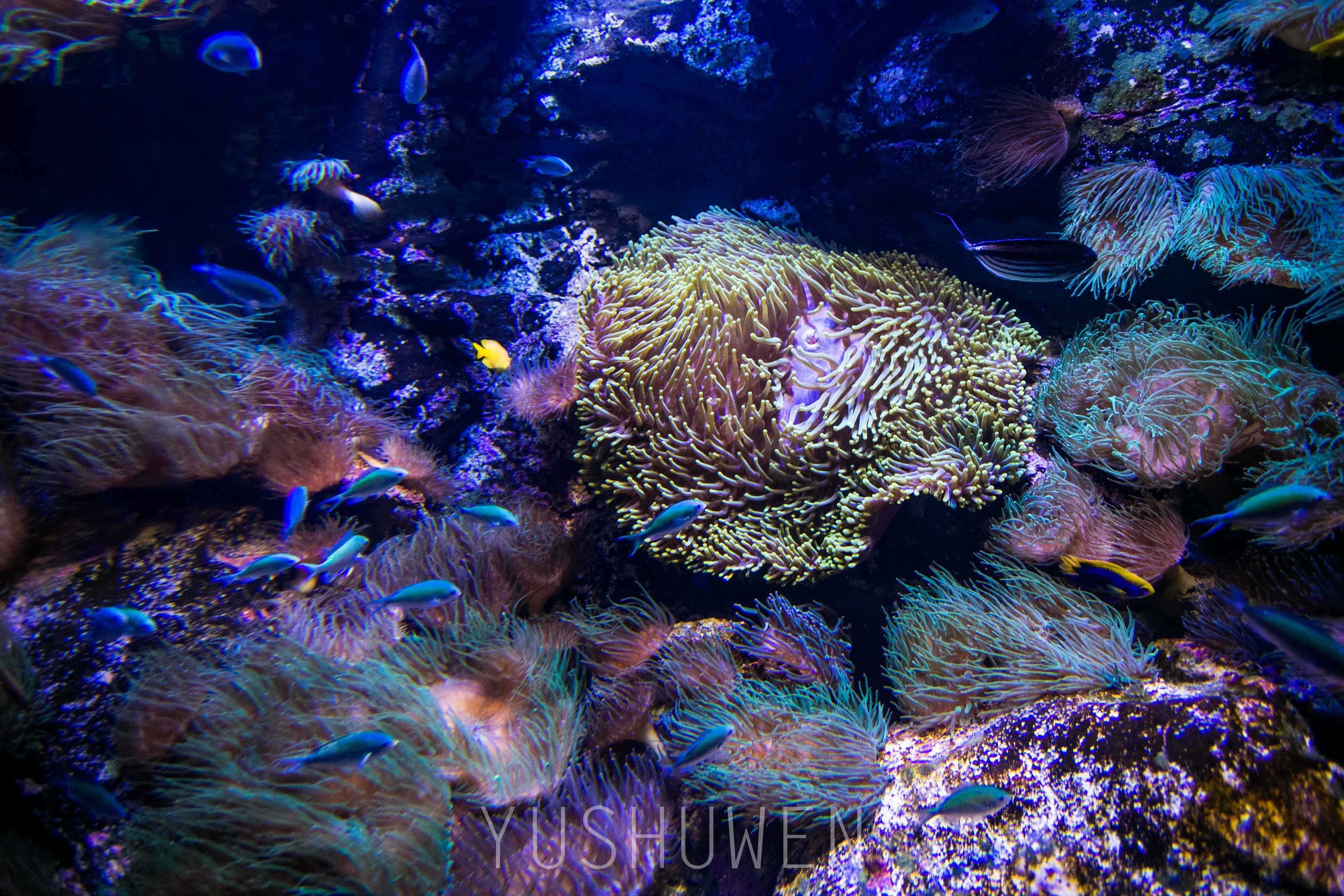 体验神奇梦幻海底世界—悉尼海洋生物水族馆