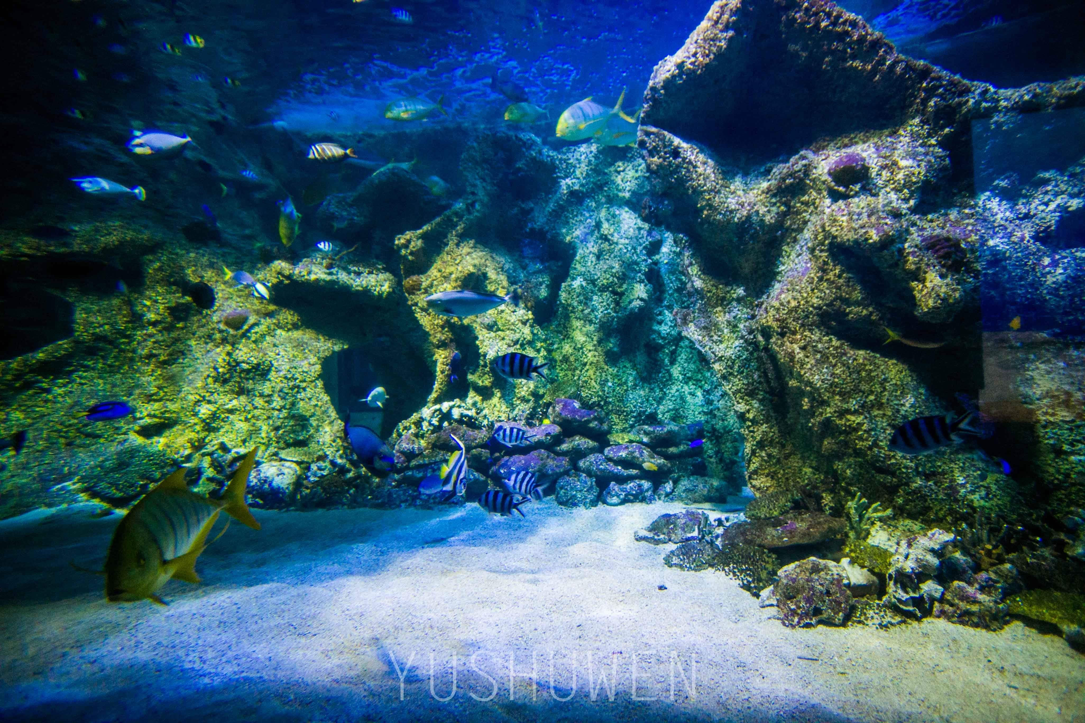 体验神奇梦幻海底世界—悉尼海洋生物水族馆