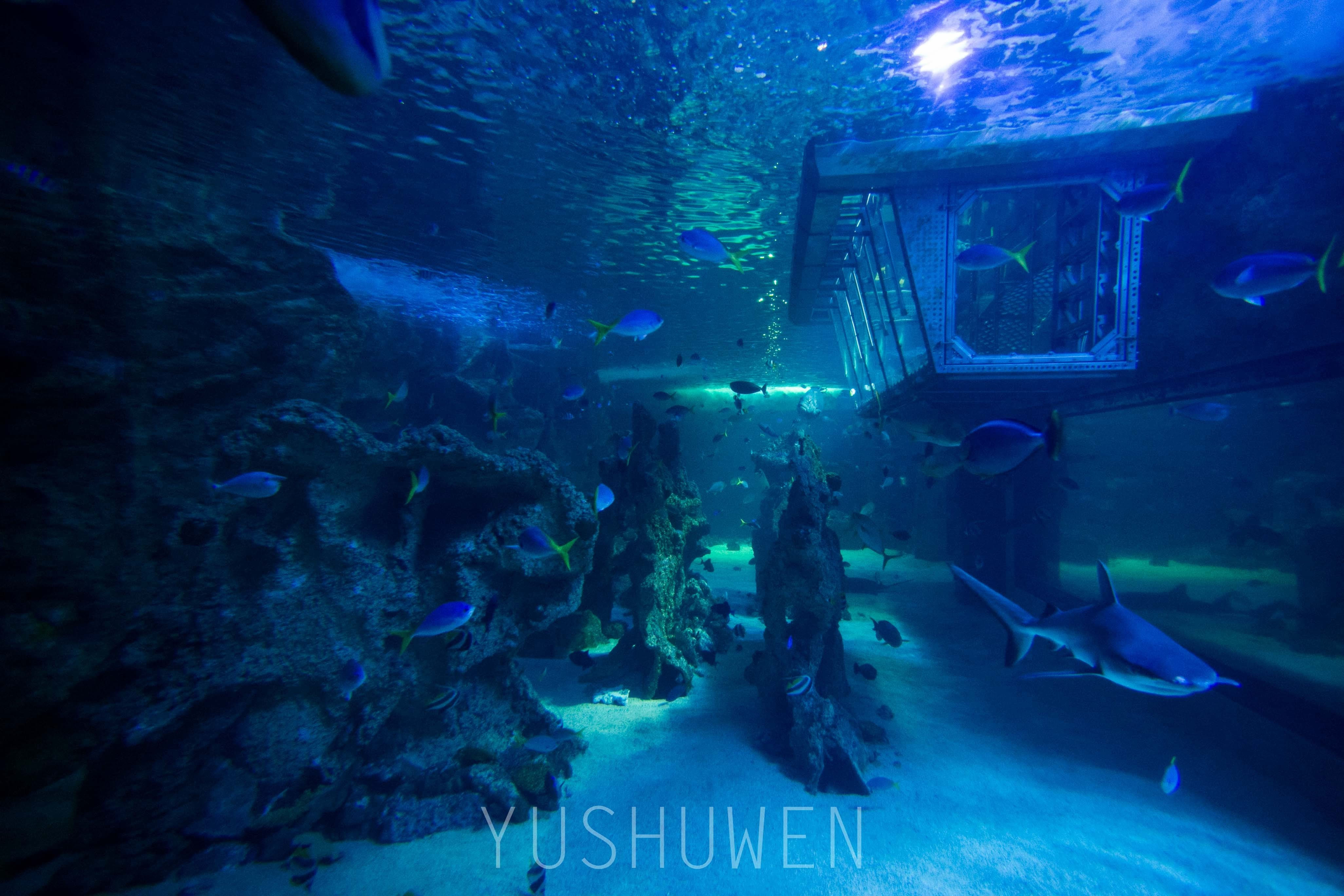 體驗神奇夢幻海底世界——悉尼海洋生物水族館