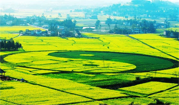 3月旅游好去处 游走中国最美油菜花田