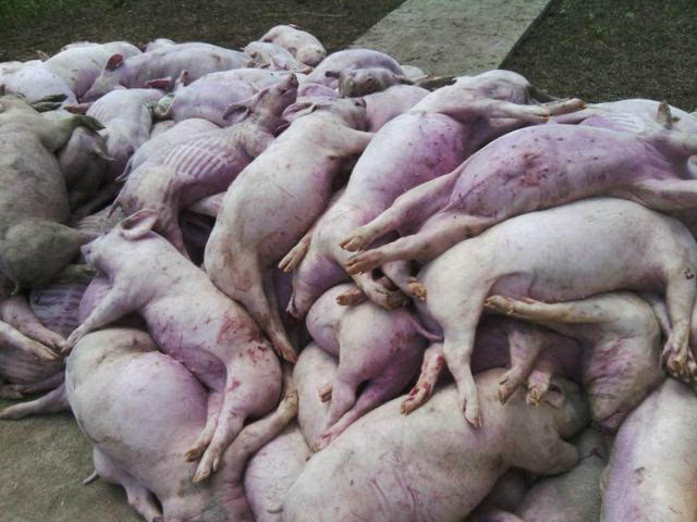 非洲猪瘟病死猪图片图片