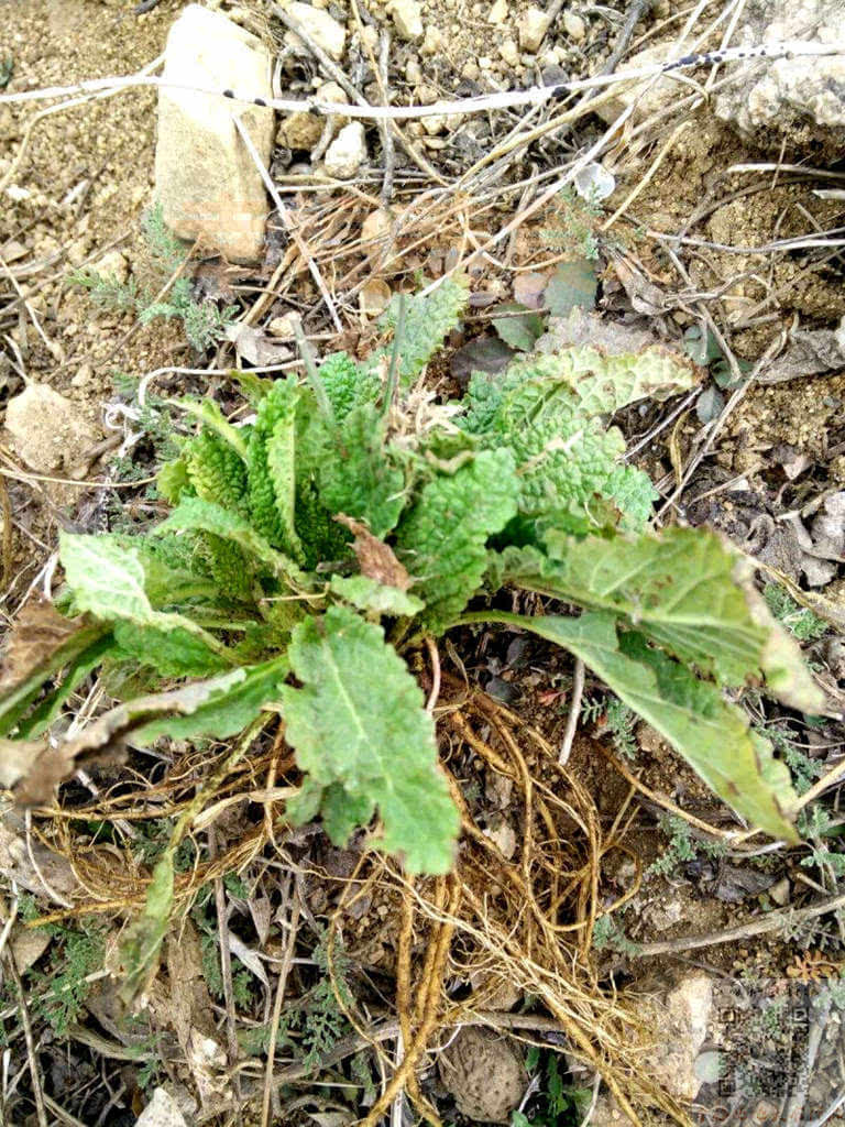 蛤蟆菜还有晒干以后泡水治疗咽炎效果特棒的蛤蟆菜;生长中的苦菜婆婆