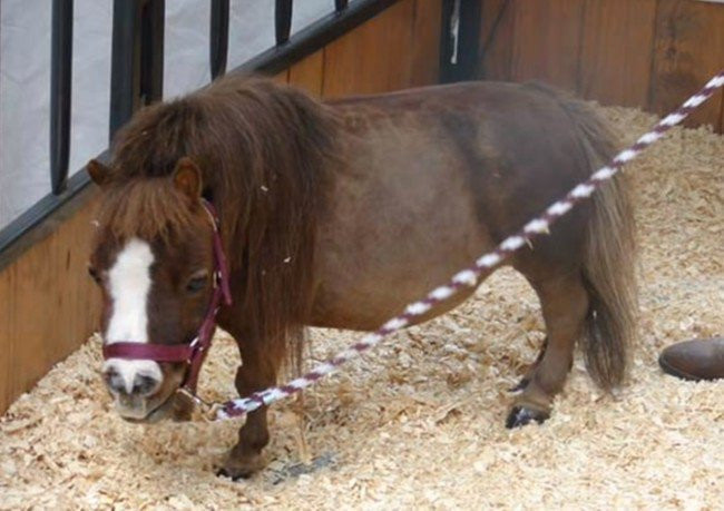 世界上最小的马种图片